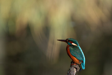 kingfisher on a branch