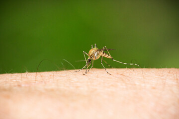 mosquito penetrating skin