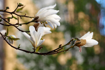 magnolia tree branch with buds of white flowers in the garden on the background of the house. spring flowers . magnolia tree