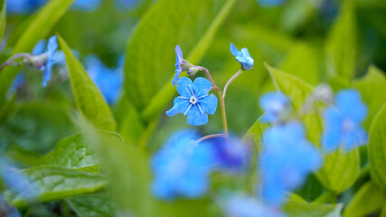 close small blue forget-me-not flowers on a blurred background of flowers and green leaves. side view. spring flowers