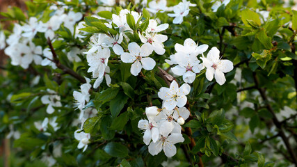 blooming small apple tree in the garden on a spring afternoon, side view. close branches with green leaves and white flowers