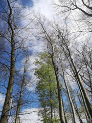 view of trees against blue sky