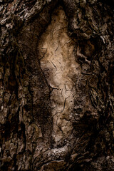 bark of a tree