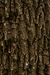 old forest tree brown bark texture
