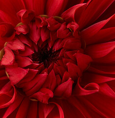 Bright flower background with macro of dahlia