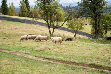 Fototapeta premium Flock of sheep grazing pasture at the foot of the Carpathian mountains