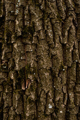 old forest tree brown bark texture