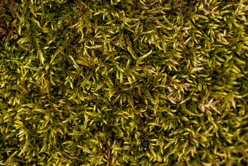 green background of a  moss