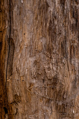 old wood background texture of a tree