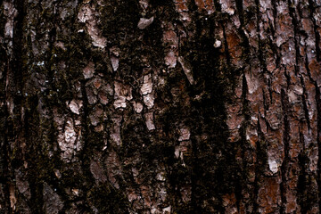 old forest tree bark texture with moss elements