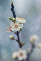 branch of blossom tree, flower and buds