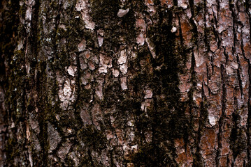 old forest tree bark texture with moss elements
