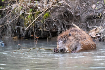 Beaver having a snack