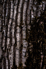 old forest tree bark texture with moss elements