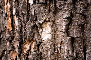 old forest tree brown bark texture