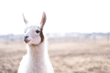 Cute animal alpaka lama on farm outdoors