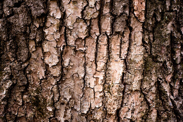 old forest tree brown bark texture