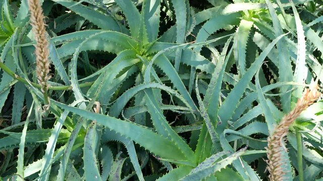 Aloe succulent plant, California USA. Desert flora herbal medicine, arid climate natural botanical close up background. Green leaves of Aloe Vera. Gardening in America, grows with cactus and agave.