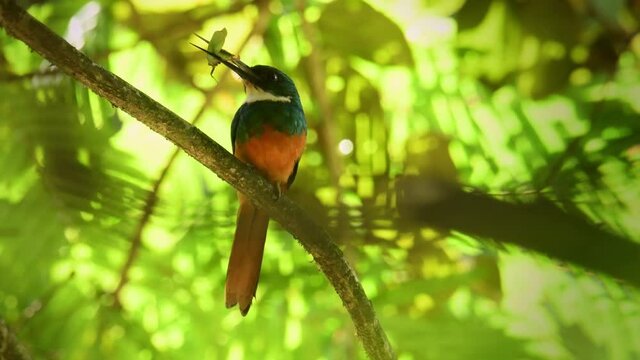 Rufous-tailed jacamar - Galbula ruficauda near-passerine bird breeds in the tropical New World in Mexico, Central and South America, green orange plumage with long beak, singing with the insect prey.