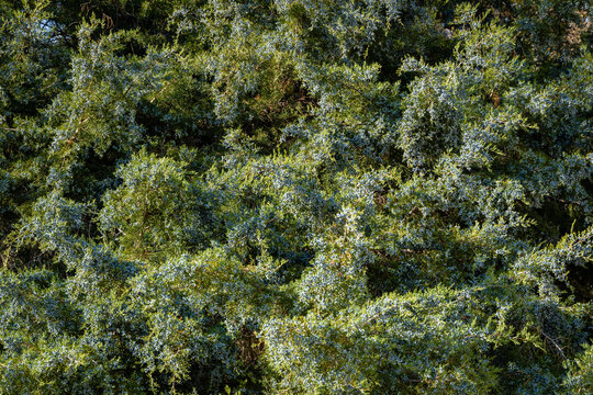 Juniper Virginia Hetz, oriental red cedar or pencil cedar in landscape park in foothills of Caucasus. Juniper branches with ripe blue berries on blurred background. Selective focus. Close-up. © AlexanderDenisenko
