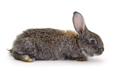 Gray rabbit isolated.