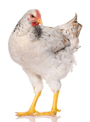 one white chicken isolated on white background, studio shoot