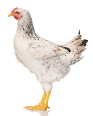 one white chicken isolated on white background, studio shoot
