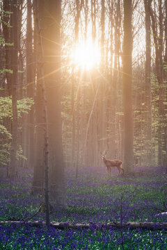 A deer walking into the Hallerbos forest at sunrise. Hallerbos, Belgium. The bluebells, which bloom around mid-April, create a beautiful purple carpet