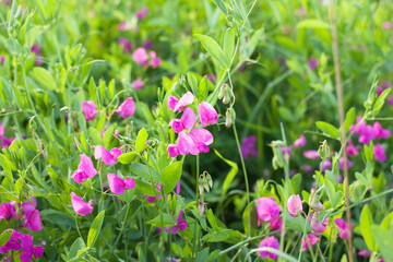 Obraz na płótnie Canvas pink flowers of meadow pea (Lathyrus tuberosus) in a summer meadow, selective focus