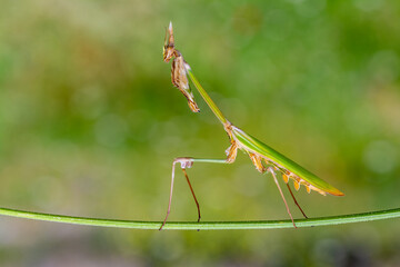Conehead mantis (Empusa pennata) Female