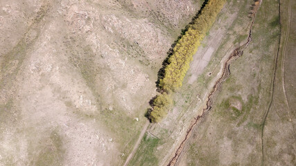 A small green oasis in a gorge among the steppes. Trees grow, you can hide from the sun in the shade. Green grass all around. In the distance, hills with rocks. Blue sky and clouds. Kazakhstan