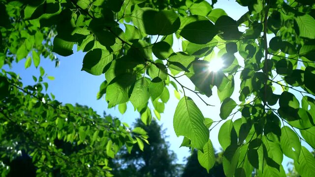 新緑の葉や枝が風にそよぎ逆光の木漏れ日が爽やかな春や初夏の風景