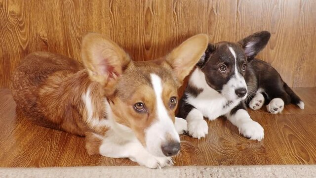 two cute black and white corgi dogs and a cardigan at home, lying on the floor