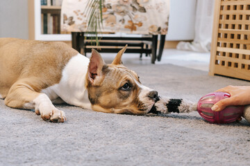 American Staffordshire Terrier puppy chewing on a toy. Close-up portrait. The concept of keeping dogs, pets in the house.
