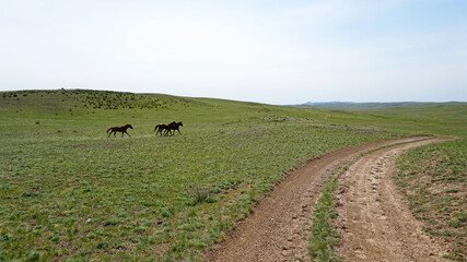 A pack of horses run across a green field. Low hills covered with grass and bushes. In the distance, white clouds and blue sky. The road leads nowhere. Dust from the sweat of hooves. Kazakhstan.