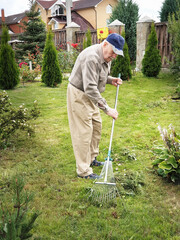 an elderly man of 80 years works in the garden. The gardener rakes the mown grass with a rake. Active old age. Work in the garden quarantined in the coronavirus pandemic. selective focus