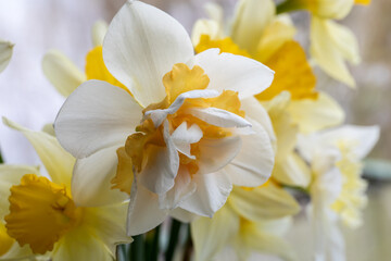 White and yellow daffodils. Spring flowers. Sun and warm seaso
