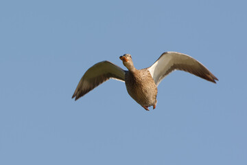 Female Mallard (Anas platyrhynchos) flying