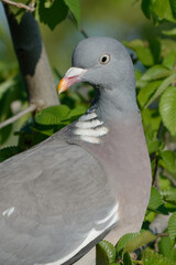 Common Wood Pigeon (Columba palumbus) perched on a branch