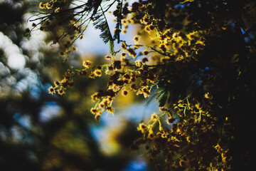 autumn in the forest