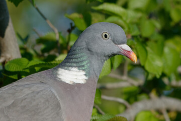 Common Wood Pigeon (Columba palumbus) perched on a branch