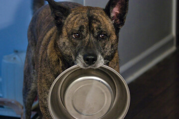 dog holding food bowl begging for more food