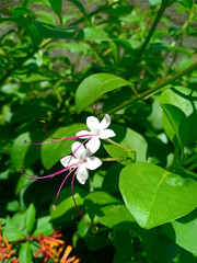 beautiful white flower with with unfocused background