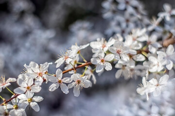 Beautiful flowers of a blooming almond tree in spring - close up