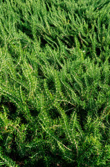 Fresh rosemary herbs grow outdoors. Fresh organic aromatic herbs grow on the city street. Seasonings, The nature of healthy taste, cooking. Ingredients for food products