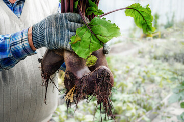 Beetroot in the hands of a farmer. Large deformed beetroot in a bundle. Beet deformation due to...