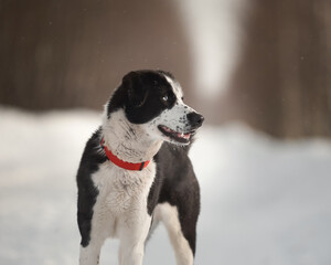 A dog with blue eyes in a red wheaten on a walk in winter