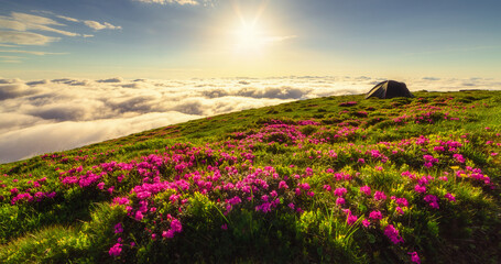 Pink wild rhododendron flowers and fog on summer mountain. Carpathian, Ukraine.