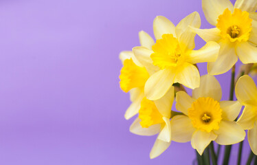 Naklejka na ściany i meble Yellow narcisses on a purple background close-up. Beautiful bright flowers. Concept of holiday - March 8, Valentine's Day, Mother's Day, International Women's Day. A place for text. Banner.