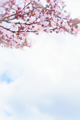 Background with several cherry blossoms and cloudy sky
